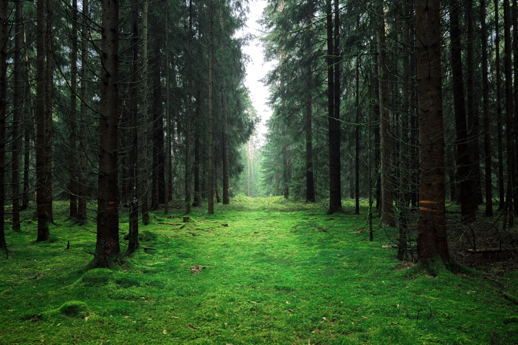 Ruhe finden im Wald mit Moos und schönen Bäumen